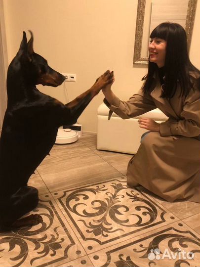 Зоопсихолог / Кинолог / Занятия в группе