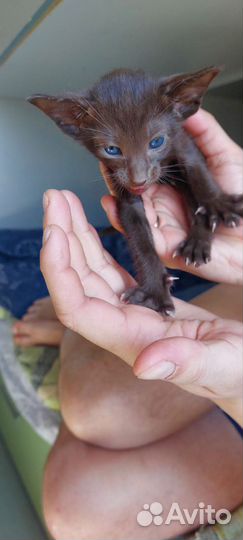 Ориентальные котята