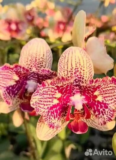 Орхидея фаленопсис желтый Леопард