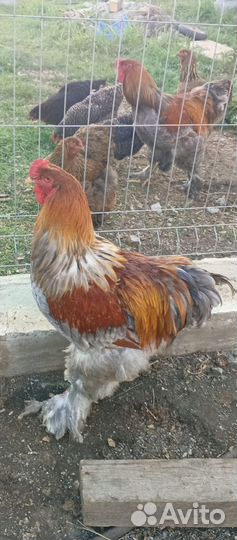 Цыплята брама