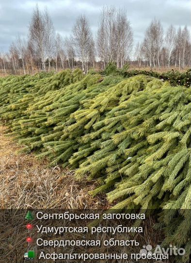 Елка сентябрьская новогодняя оптом