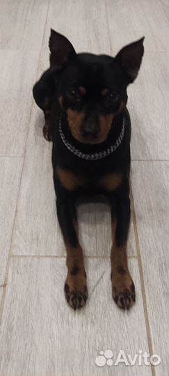 Вязка цвергпинчер