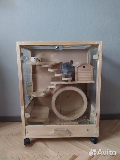 Отдадим шиншиллу в добрые руки