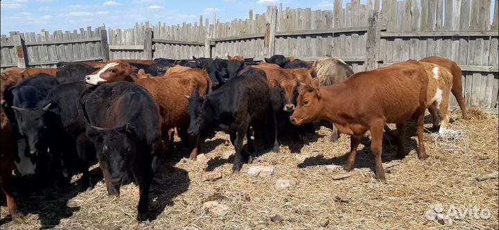 Тёлки и нетели