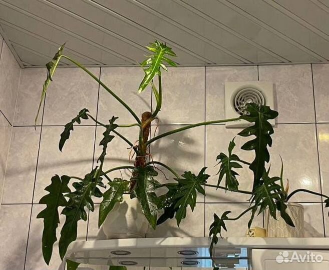 Филодендрон Bob cee, Рафидофора декурсива