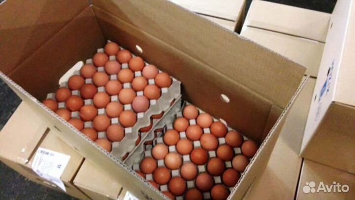 Инкубация яйцо - Павлин, Фазан, Глухать, утки и тд