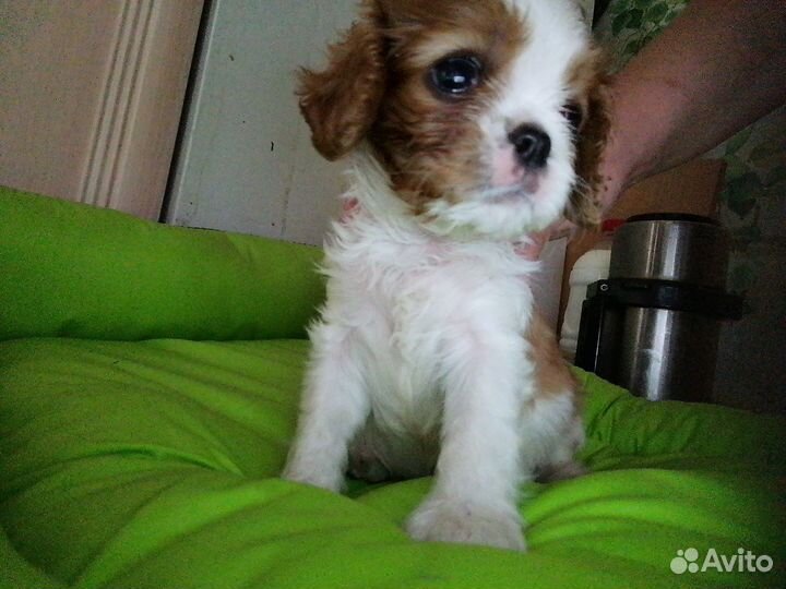 Щенки Кавалер Кинг чарльз спаниель