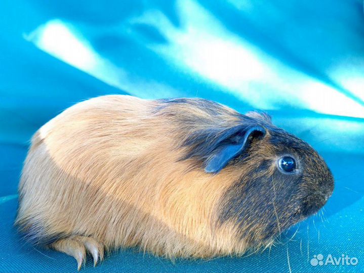 Морская свинка