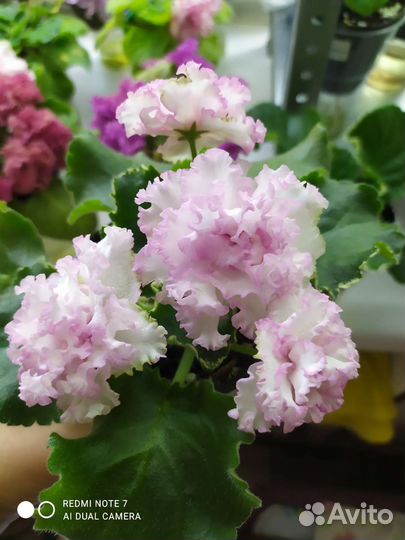 Фиалки детки