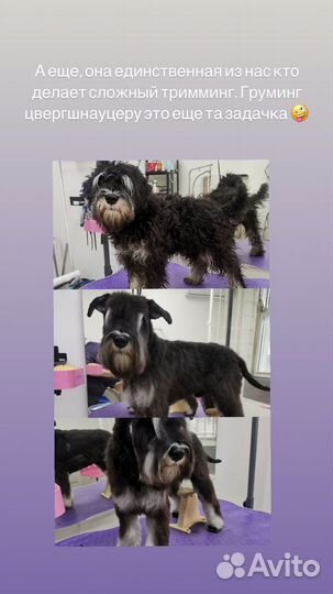 Стрижка собак и котов