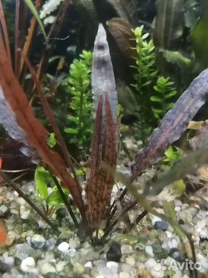 Аквариумные креветки и растения гуппи чистая лин