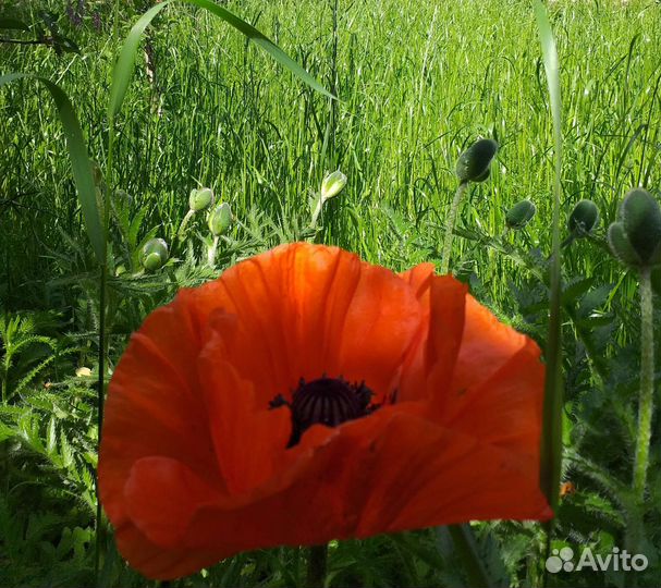 Декоративные маки