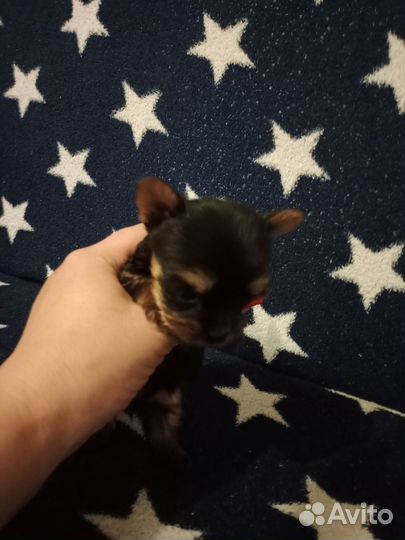 Йоркширский терьер щенки