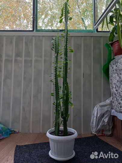 Молочай трехгранный