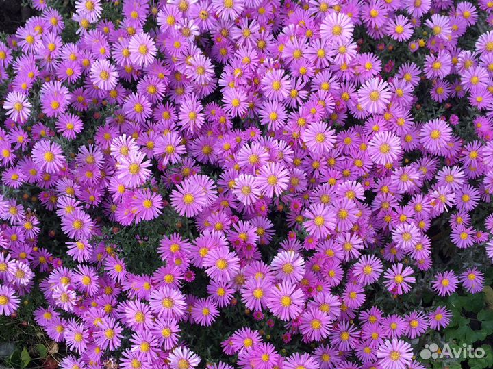 Астра (низкорослая) жасмин (садовый)