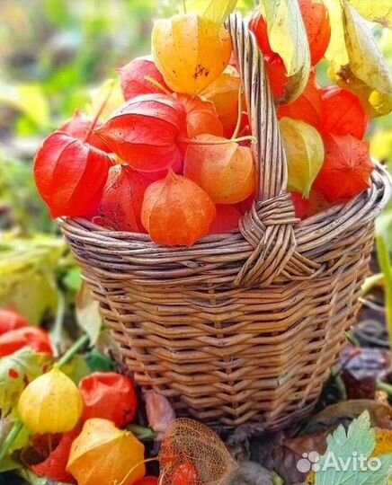 Физалис саженцы