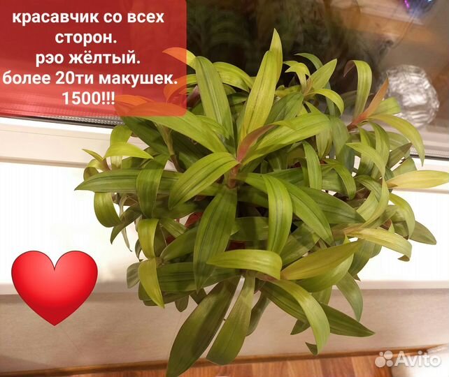 Спатифиллум крупнолистный.и др цветы для квартиры