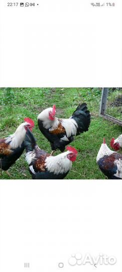 Загорская лососевая