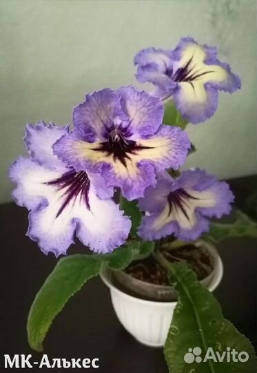 Стрептокарпусы