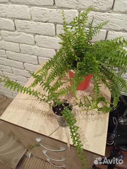 Папоротник