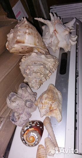 Ракушки.кораллы.рапан