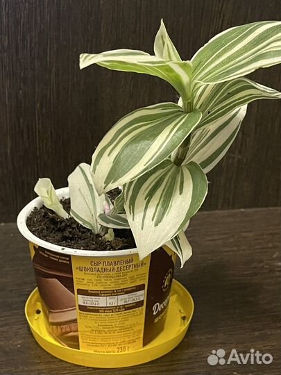 Традесканция