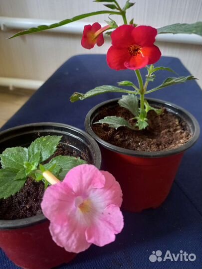 Ахименесы комнатные цветы растения