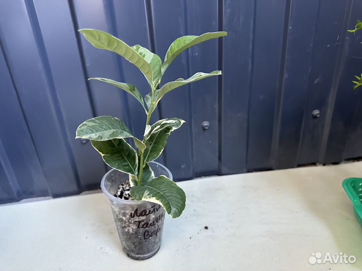 Вариегатный лайм Таити