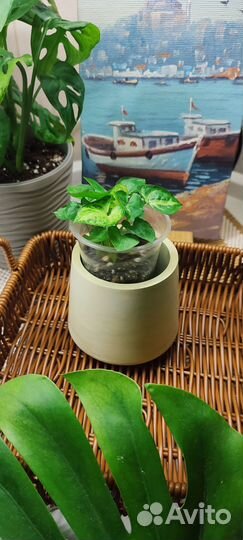 Кашпо из гипса