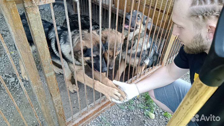 Помощь приюту для собак