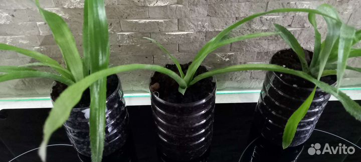 Бильбергия комнатные цветы