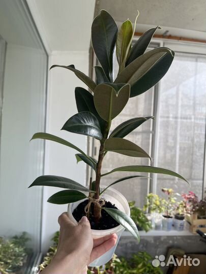 Аглаонема, фикус Ирк, ангарск