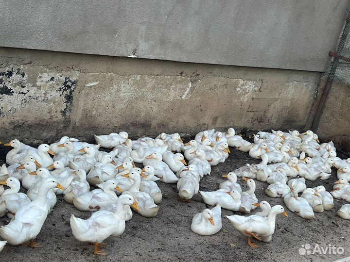 Утки и гуси