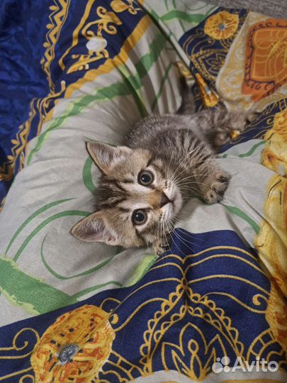 Кошка в дар бесплатно