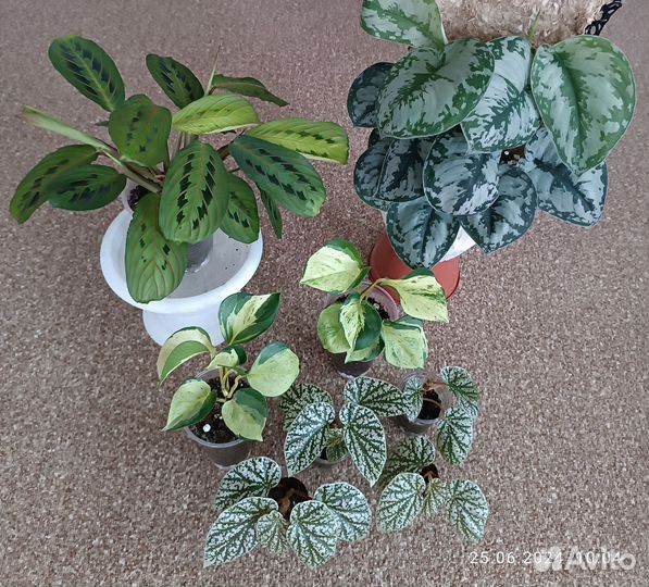 Эпипремнум, бегония, сциндапсус, маранта