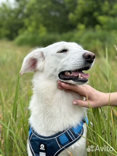 Скромная молоденькая собачка оказалась в приюте