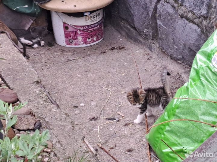 Котята в добрые руки бесплатно