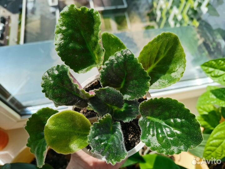 Фиалка blue dragon и ле морская поэма