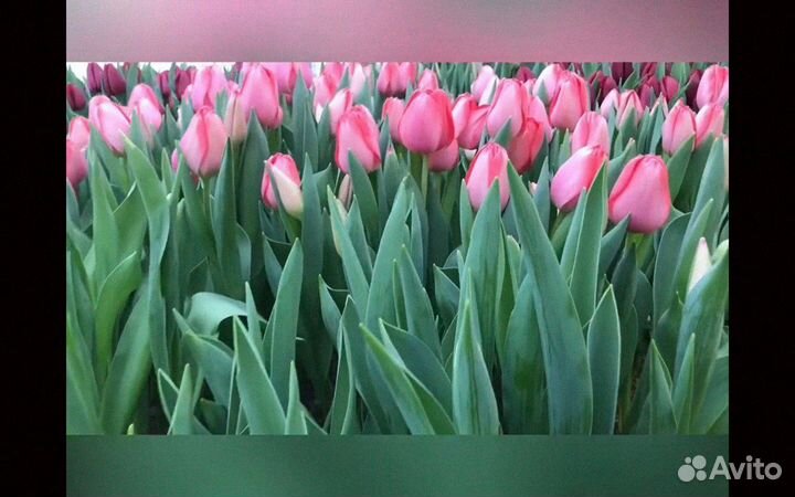Тюльпаны к 8 марта оптом