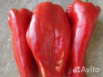 Семена болгарского перца