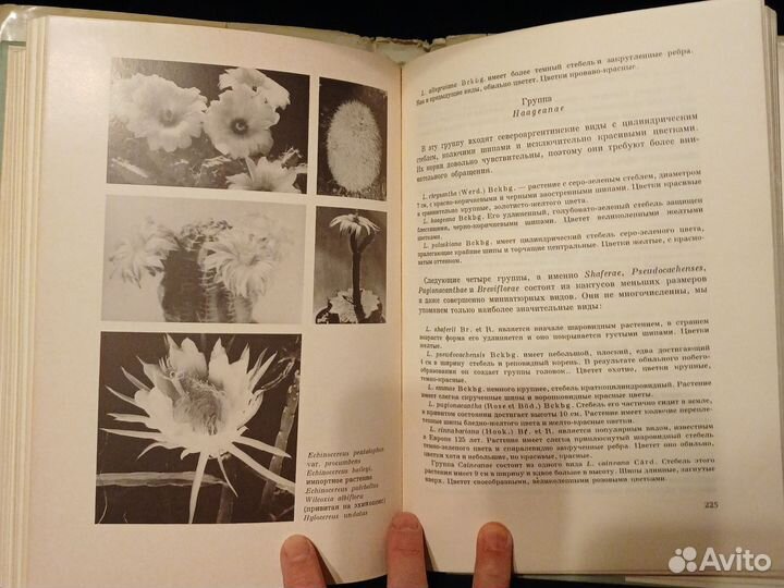 Книга о кактусах