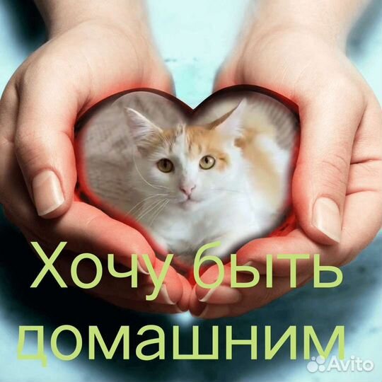 Кот в лучшие руки