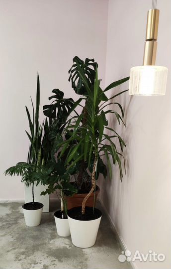 Комнатные растения и цветы, озеленение под заказ