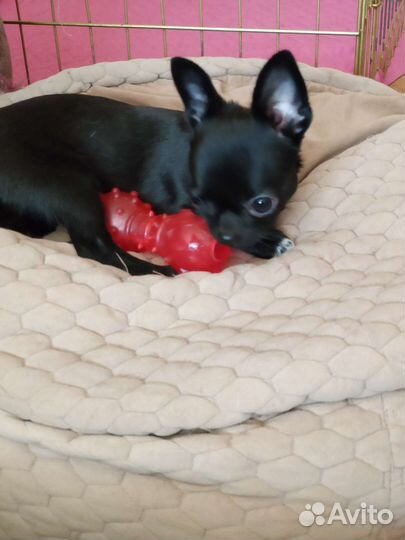 Щенки чихуахуа