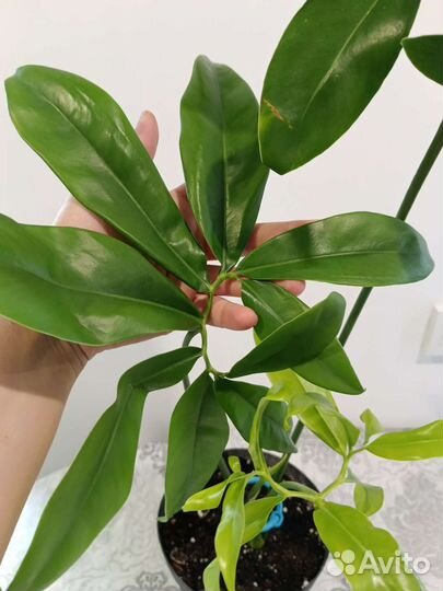 Филодендрон Гоелди или Фан Бан