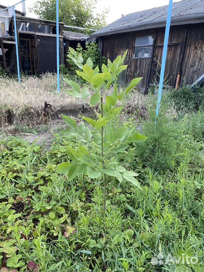 Грецкий орех