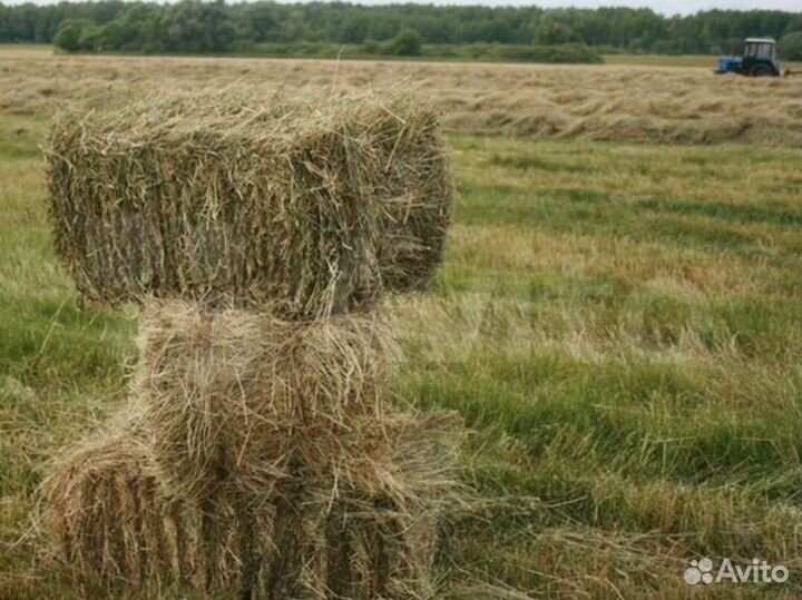 Сено люцерна овес