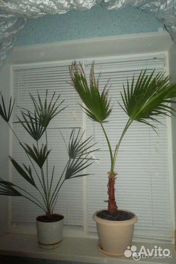 Финиковая пальма, 7 лет