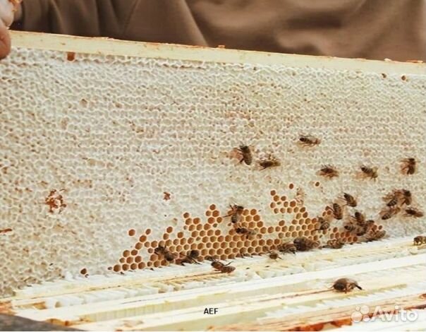 Мед 24 года натуральный оптом