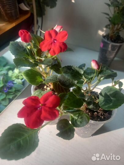 Бальзамины